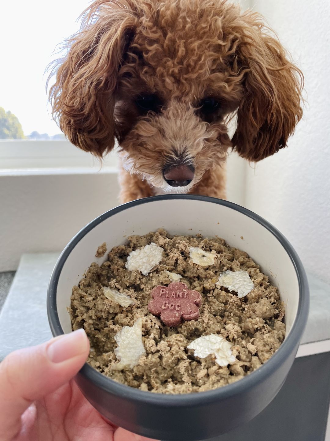 Customer photo review of Party Flavor