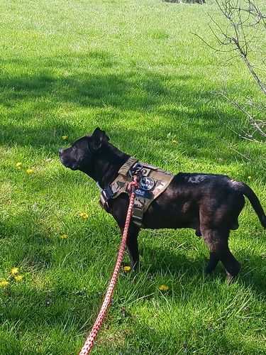 Customer photo review of Classic Heavy-Duty Tactical No-Pull Team K9™ Dog Harness With Front & Back D-Rings, Quick-Release Metal-Buckles, Hook & Loop Panels, & Top Handle