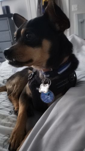 Customer photo review of Fetch