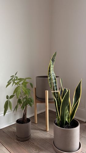 Customer photo review of 9” Signature Stone Planter & Saucer | Earth Tones