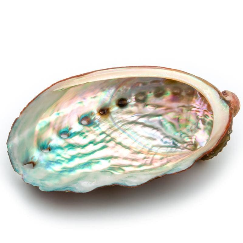 Customer photo review of Abalone naturel (Ormeau)