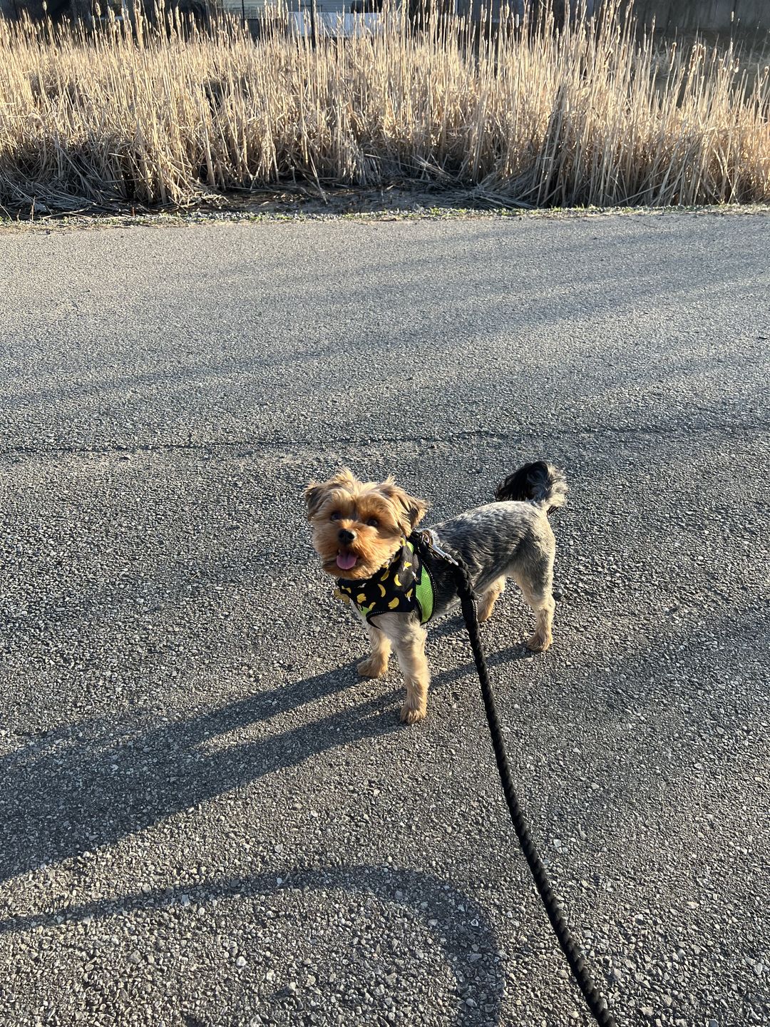 Customer photo review of 6-IN-1 Cotton Rope Dog Leash