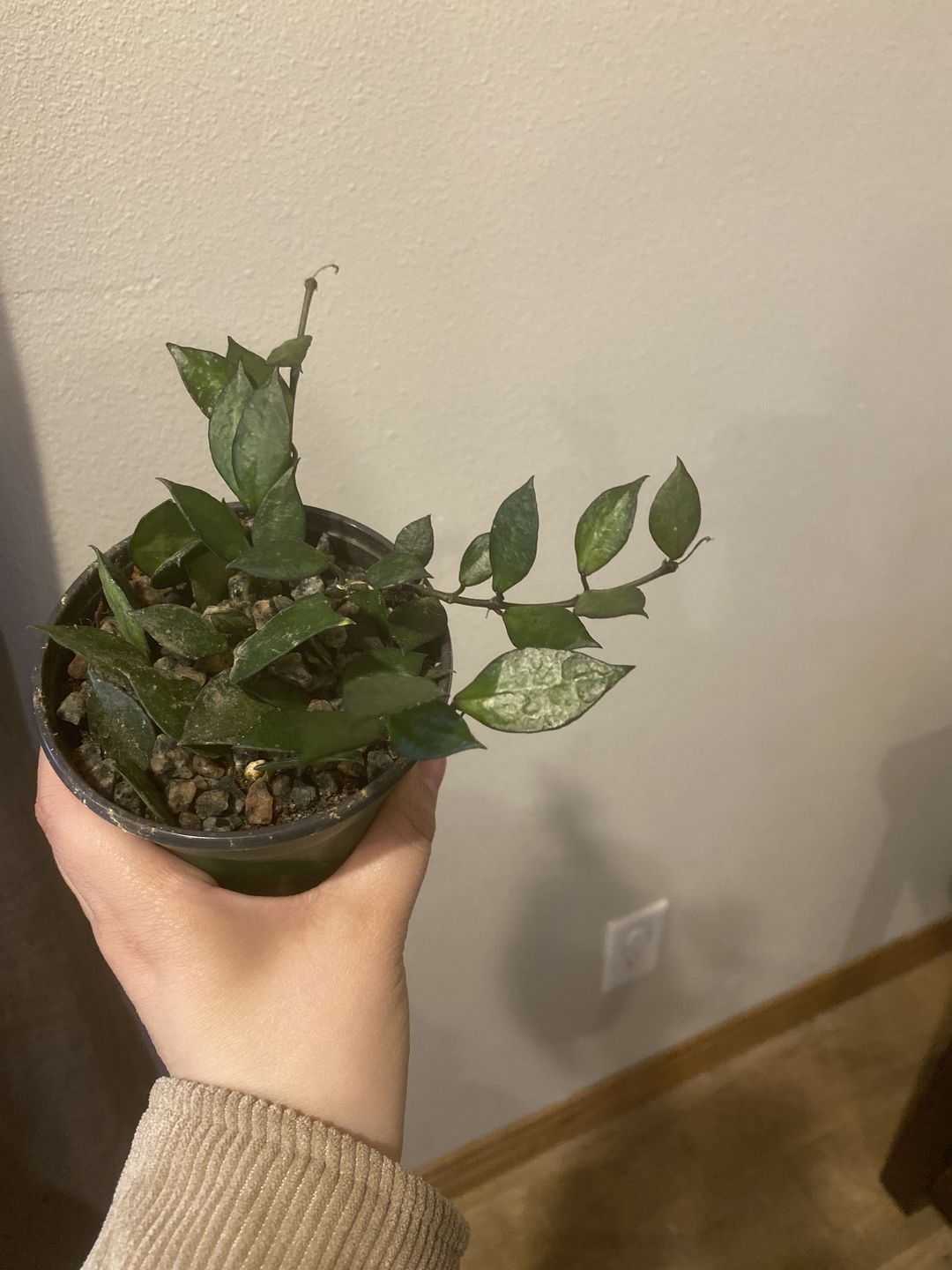 Customer photo review of 4" Hoya krohniana 'Black'