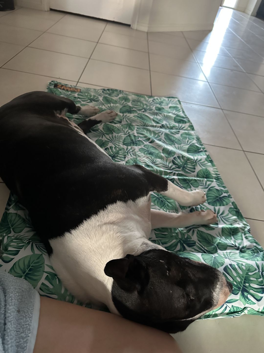 Customer photo review of PaWz Dog Summer Cooling Mat