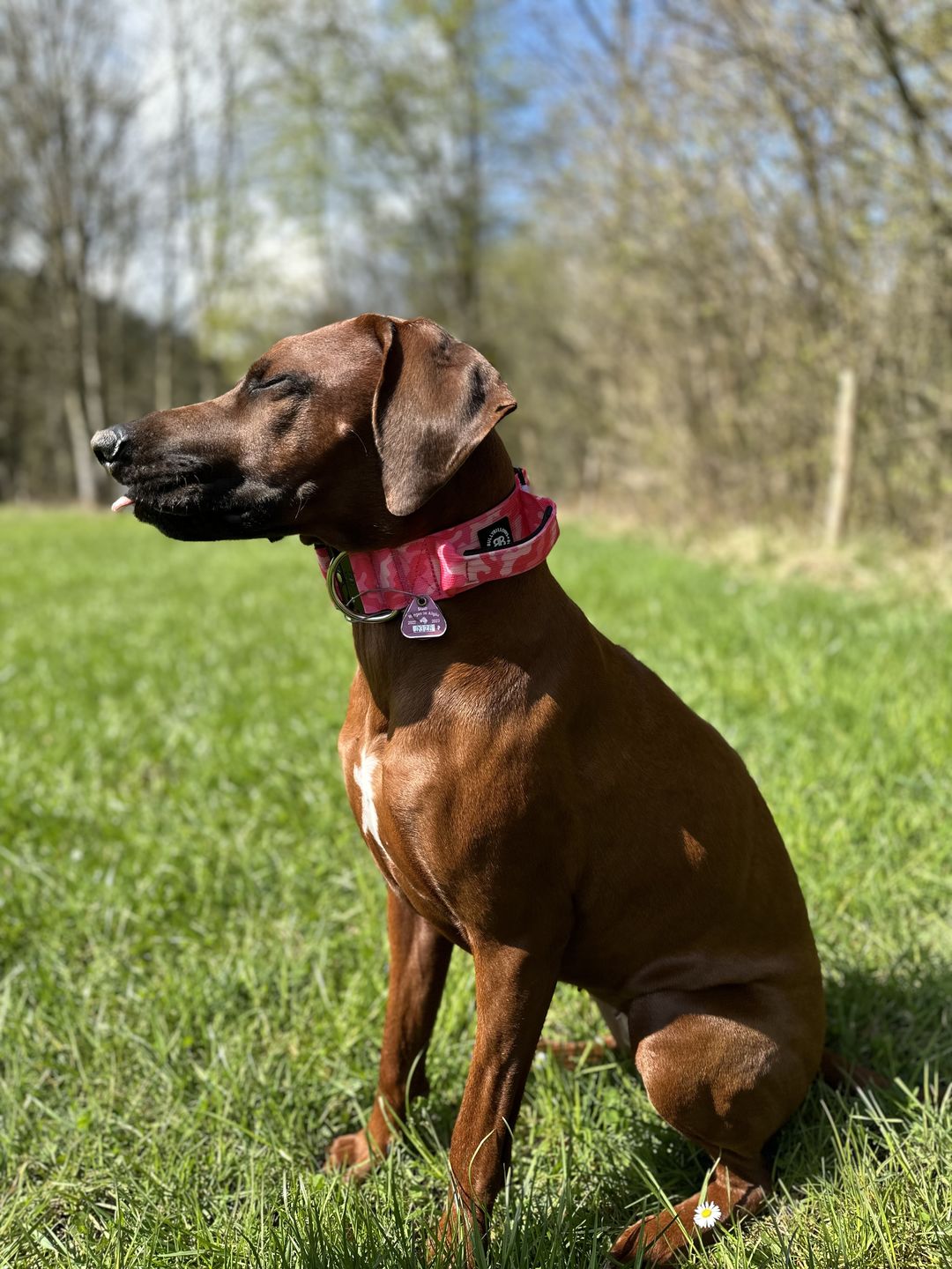 Customer photo review of 5cm Combat® Collar | With Handle & Rated Clip - Bubblegum v2.0