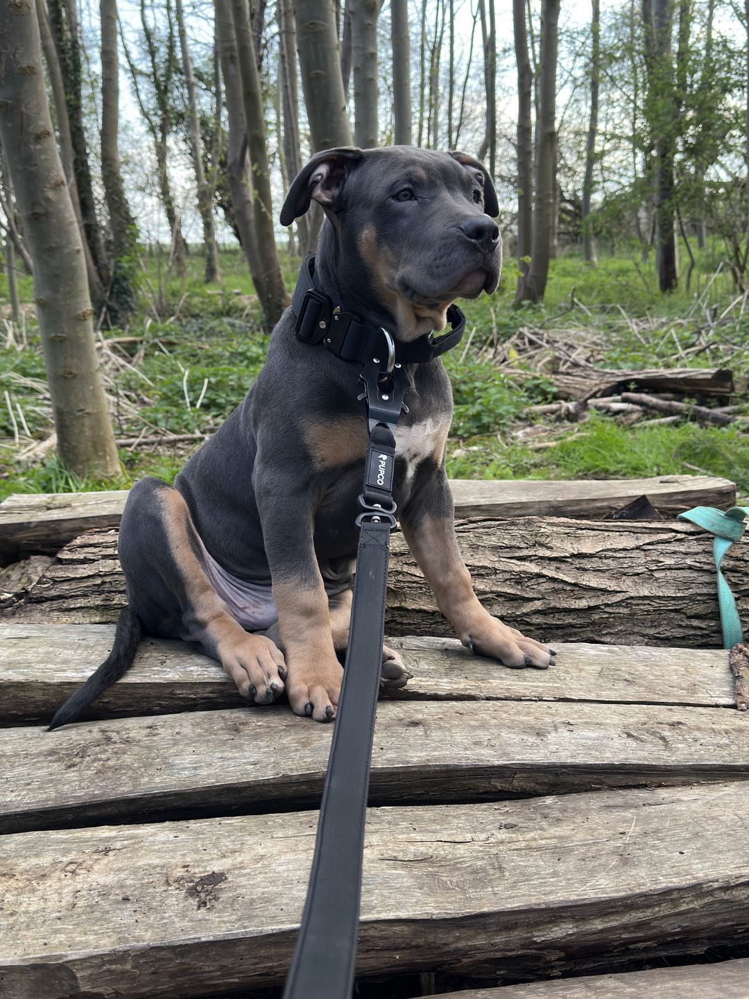 Customer photo review of Performance collar with handle 4CM - Black