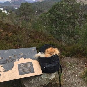 Customer photo review of Premium All-Black Pet Backpack