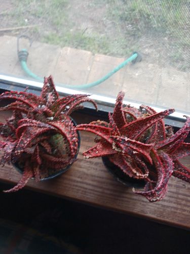 Customer photo review of Aloe Crimson Dragon | Aloe Hybrid