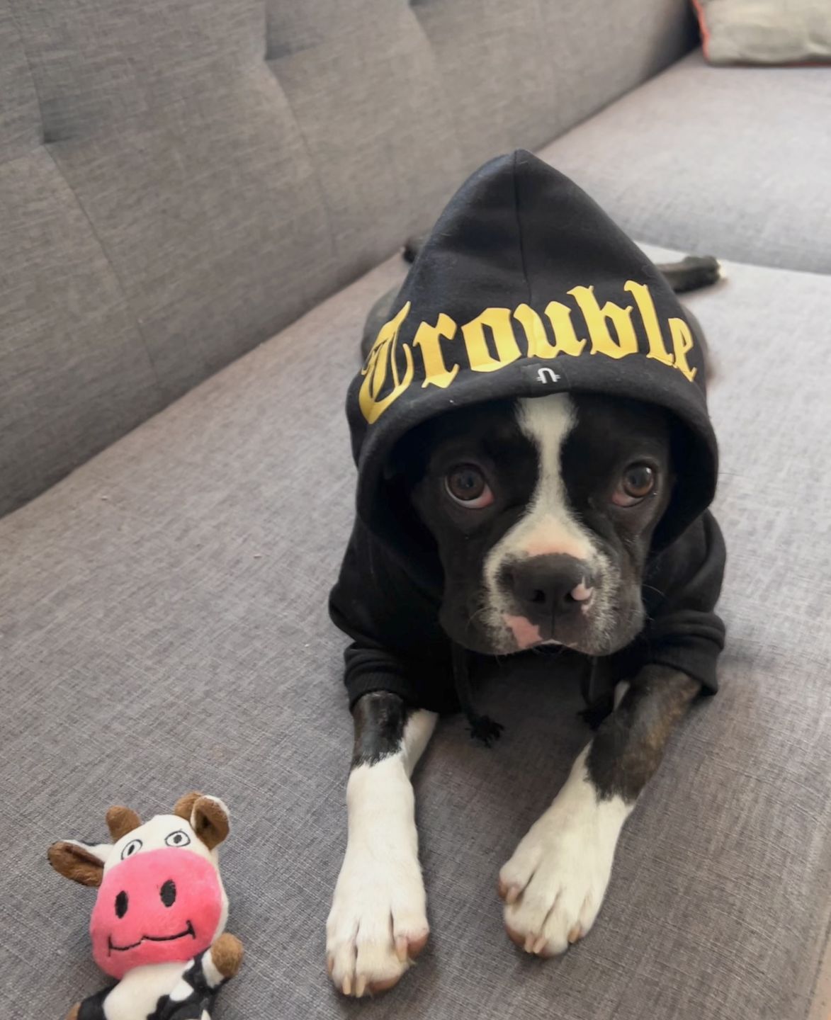 Customer photo review of Gangsta Yapper Dog Hoodie - Personalised