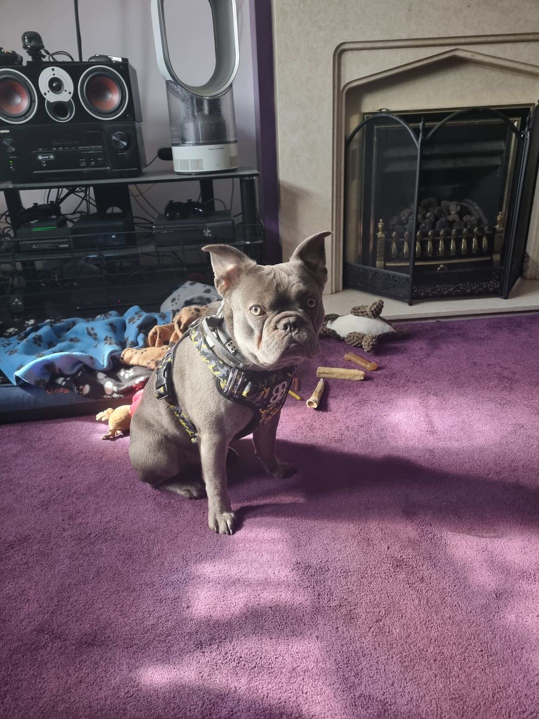 Customer photo review of Premium Comfort Harness | Non Restrictive & Adjustable - Lightning v2.0