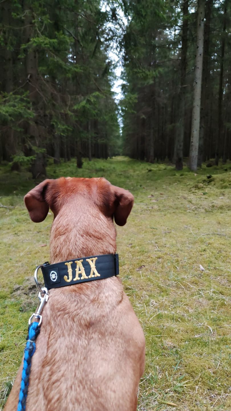 Customer photo review of 5cm Combat® Collar | Rated Clip - NO HANDLE - Black v2.0