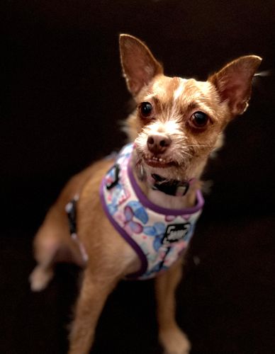 Customer photo review of Woof Pack