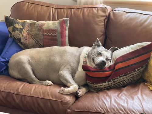Customer photo review of Pig Snouts - tough chew!