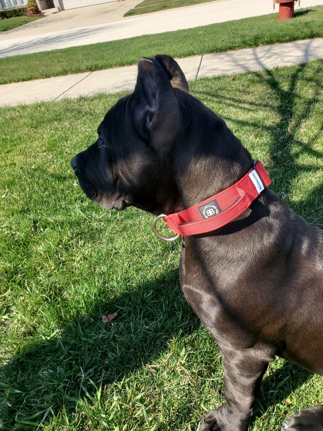 Customer photo review of 4cm Combat® Collar | With Handle & Rated Clip - Red v2.0