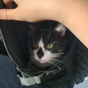 Customer photo review of Premium All-Black Pet Backpack