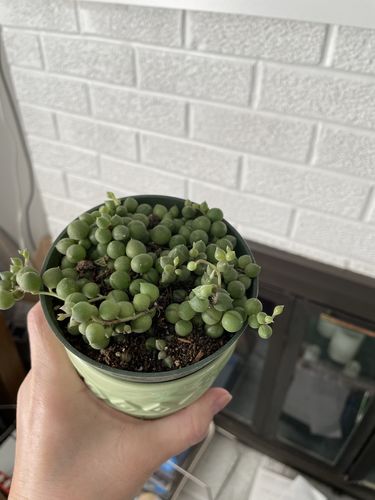 Customer photo review of String of Pearls | Senecio Rowleyanus