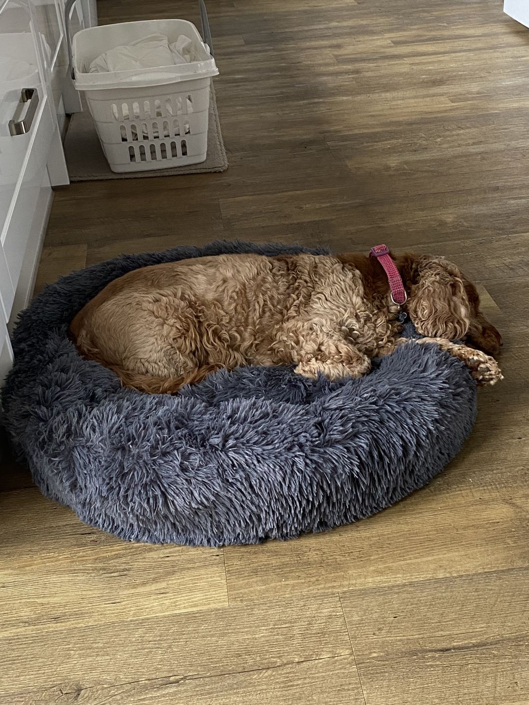 Customer photo review of Donut Dog Bed Calming Soft Comfy Anti Anxiety Plush Dog Bed