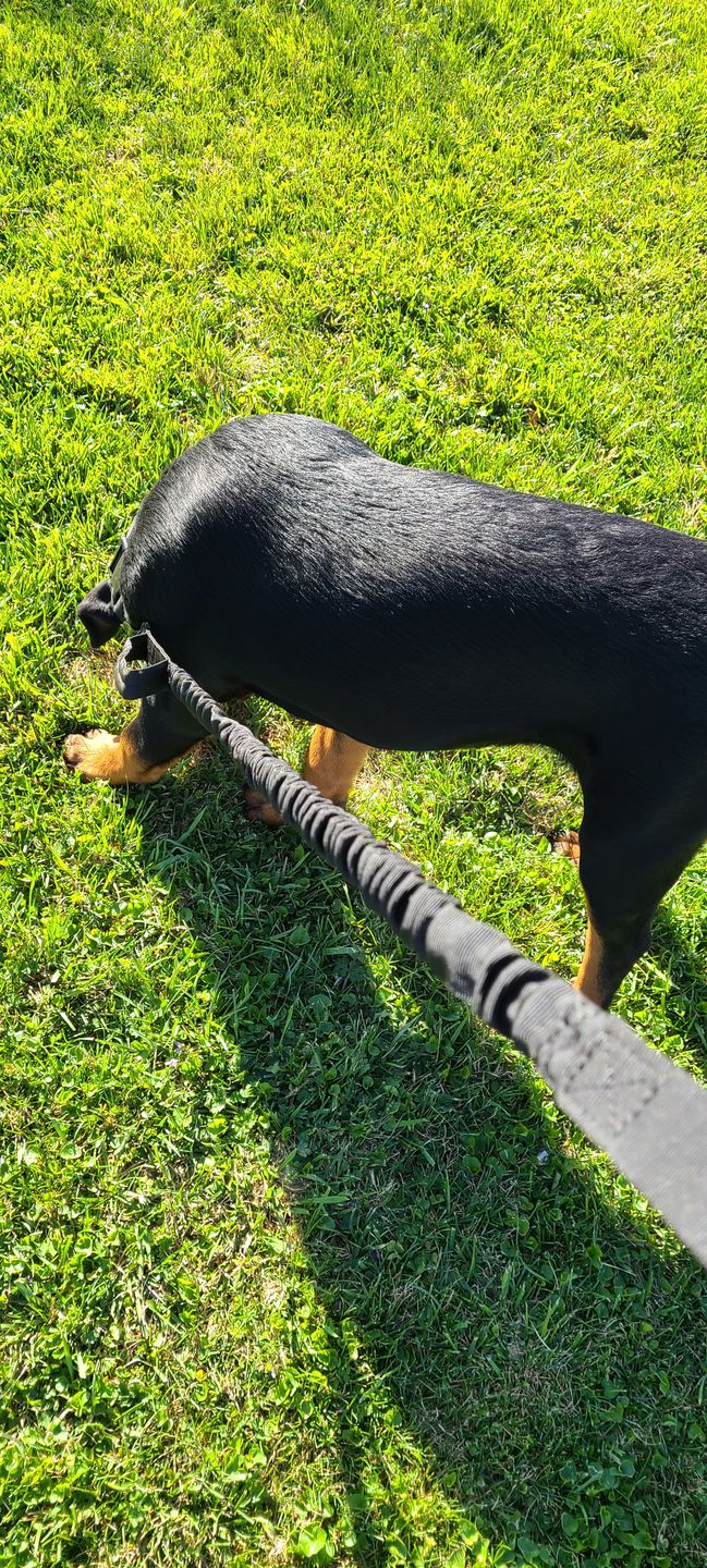Customer photo review of Heavy-Duty Double-Handle Tactical Bungee K9 Dog Leash