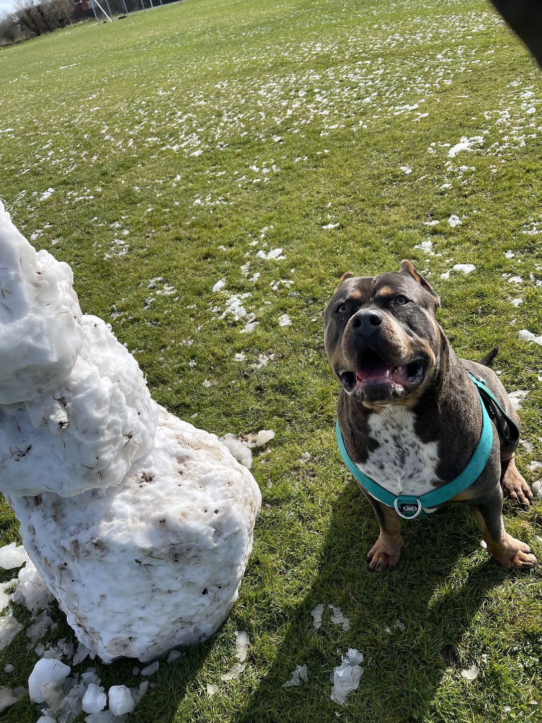 Customer photo review of TRI-Harness® | Anti-Pull, Adjustable & Durable - Dog Trainers Choice -  Light Blue v2.0