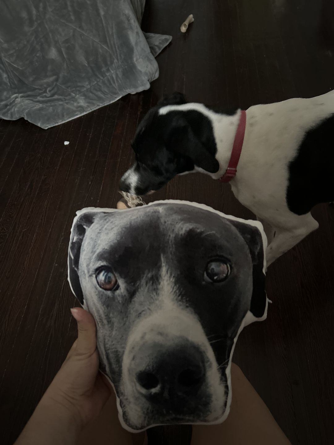 Customer photo review of Custom Pet Face Shaped Pillow from Your Pet Photos, Customized Pet Head Pillows