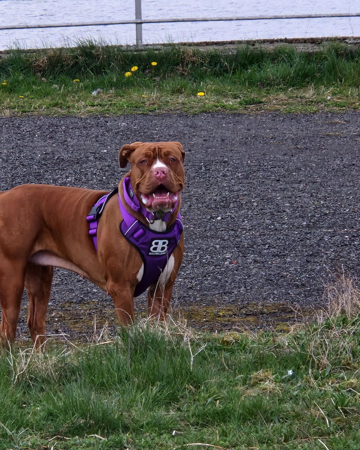 Customer photo review of Premium Comfort Harness | Non Restrictive & Adjustable - Purple