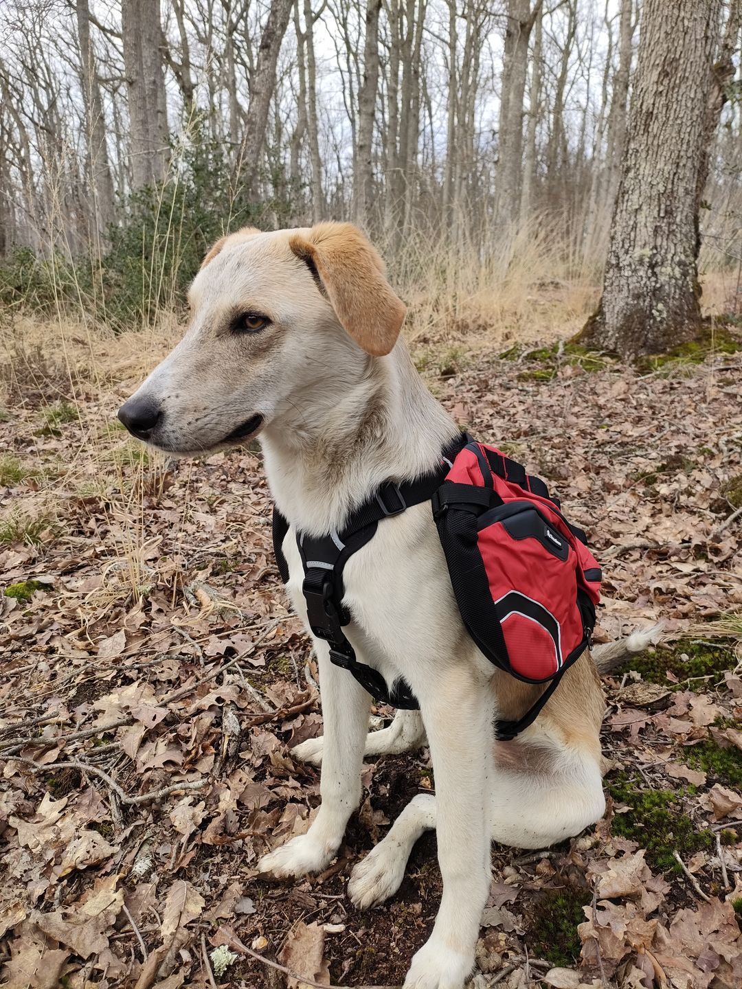 Customer photo review of Sac de bât pour chien Truelove