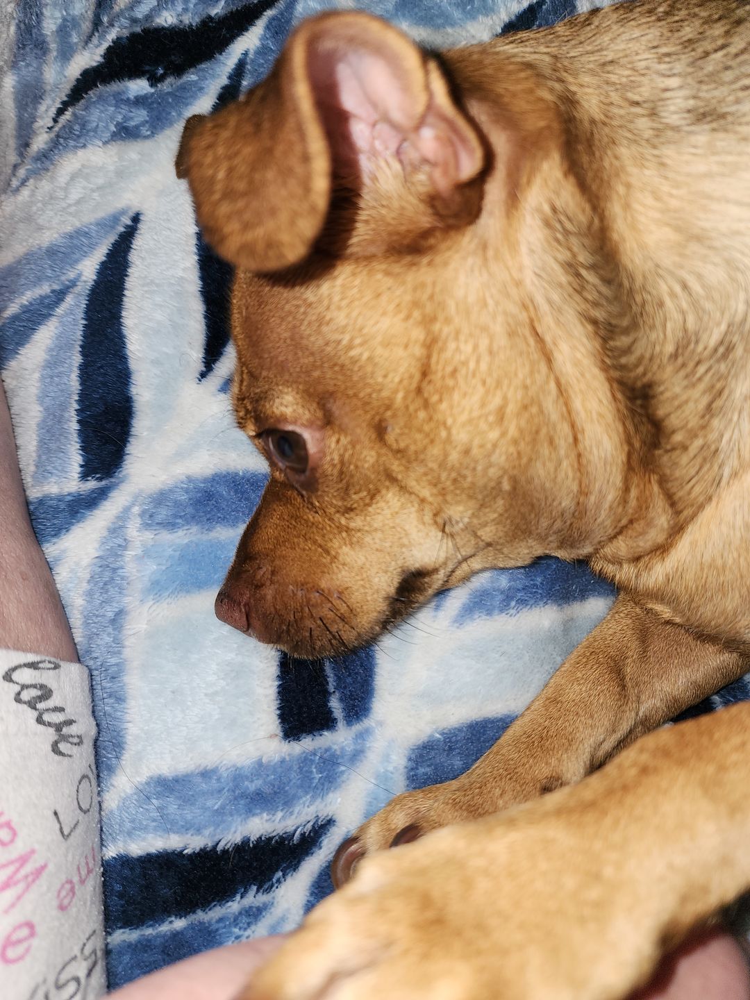 Customer photo review of KING KALM™ CBD 75mg - Small Size Dog & Cat Formula - 2.5mgs of CBD per each 1ml.