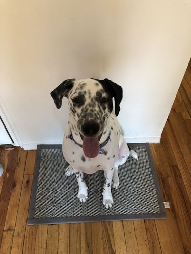 Customer photo review of Fetch