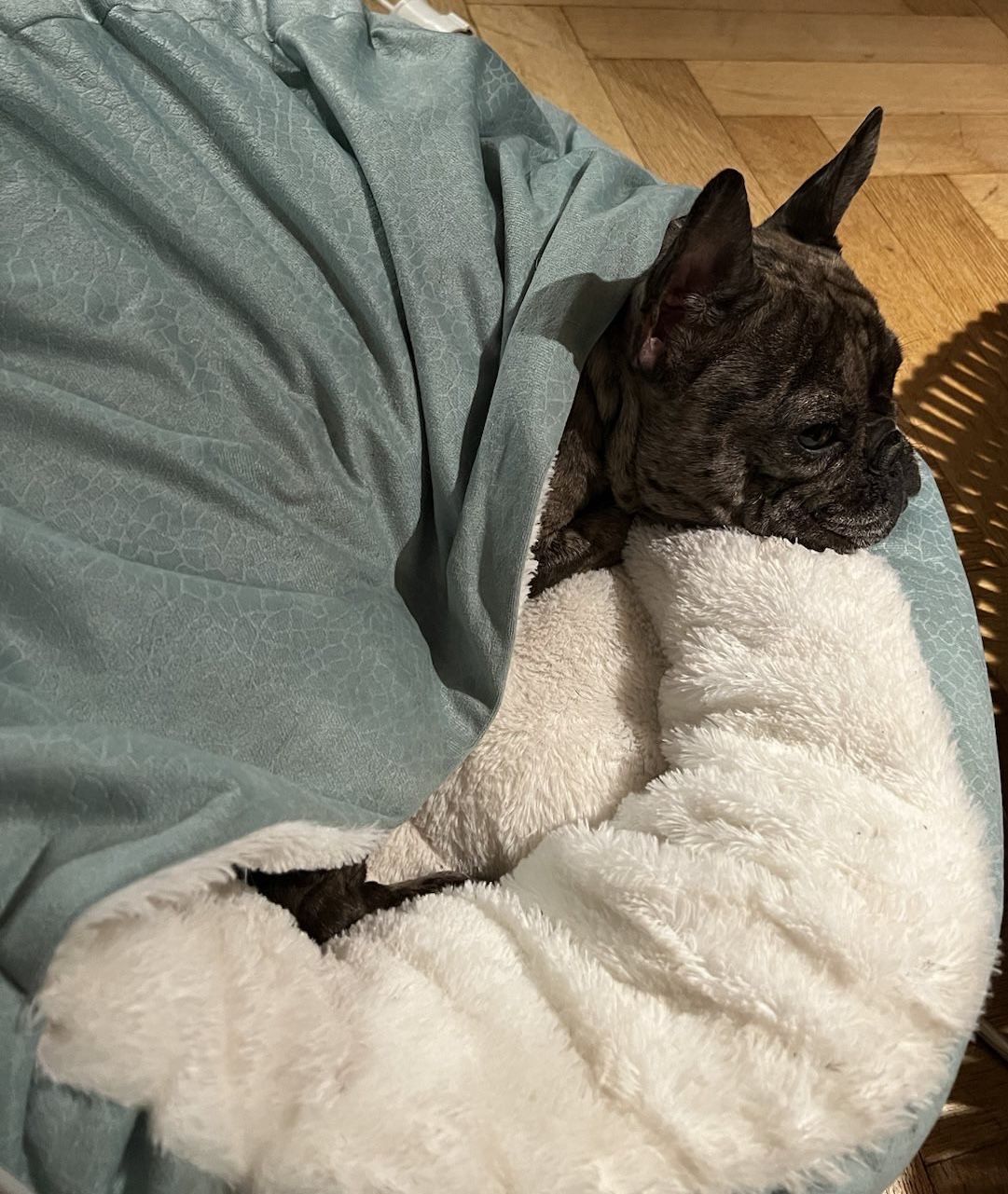 Customer photo review of *Neu*Emmalove - Kuschelhöhle für Hunde