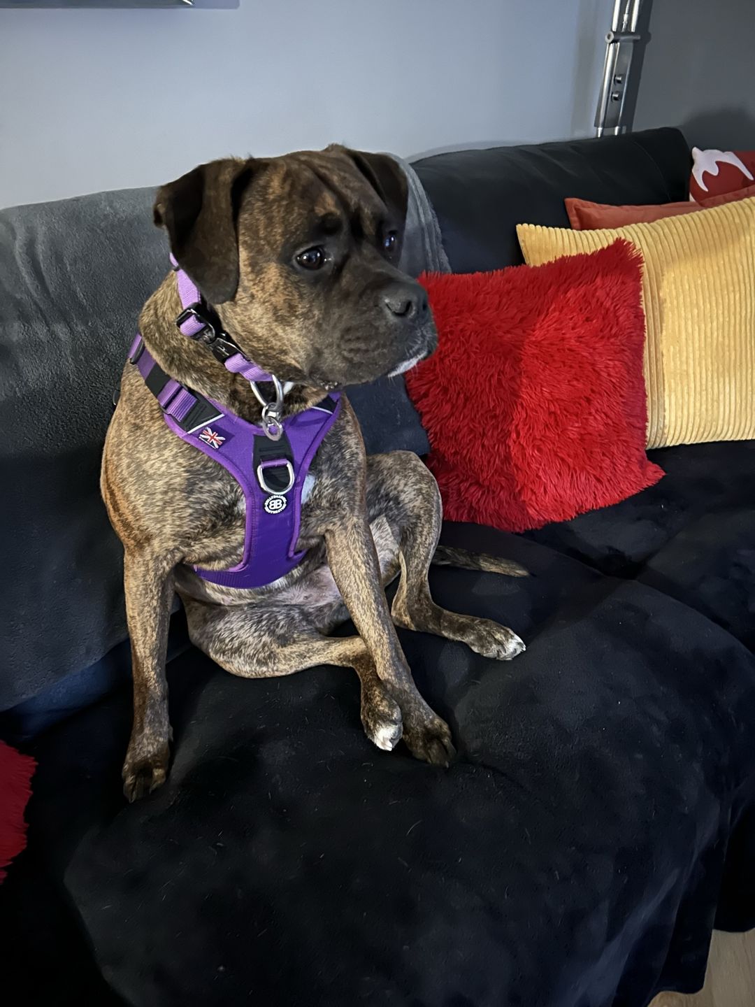 Customer photo review of Hurricane Harness - Non Restrictive, With Handle, Adjustable & Reflective - All Breeds - Purple