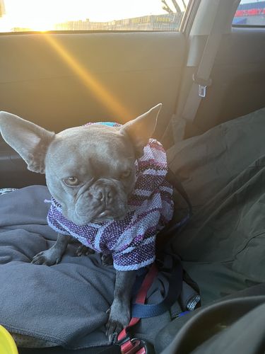 Customer photo review of Playa Poncho - Surprise Color