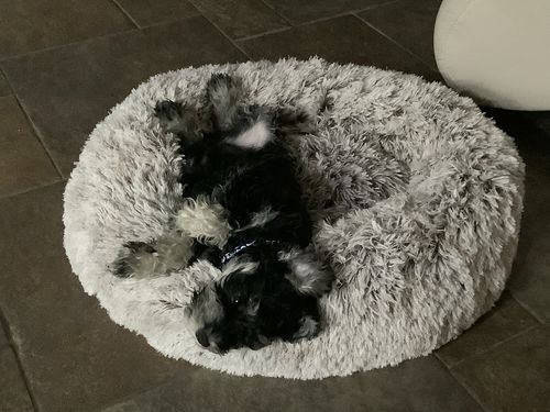 Customer photo review of PaWz Removable Cover Calming Pet Bed