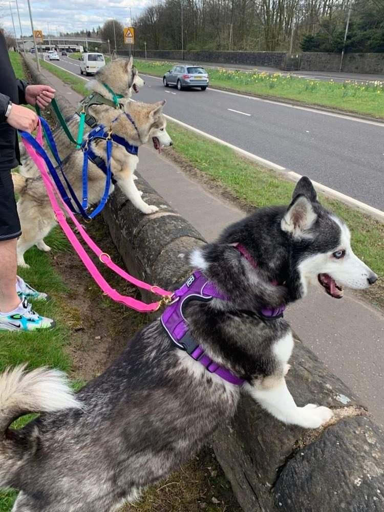 Customer photo review of Premium Comfort Harness | Non Restrictive & Adjustable - Purple