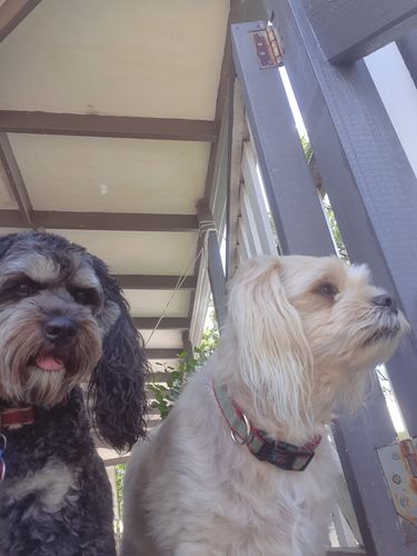 Customer photo review of Hemp Summer Bundle Exclusive: Hemp Seed Oil + Free pack of Doggie Wipes