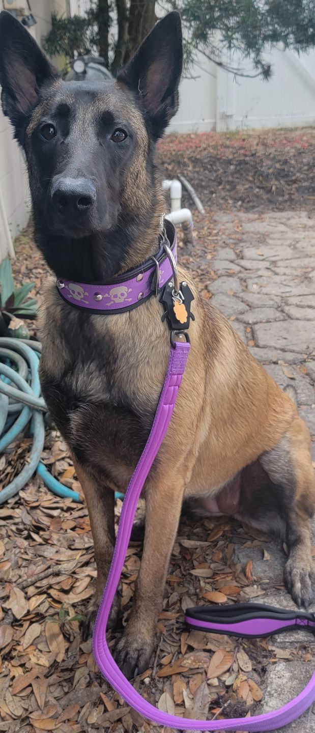 Customer photo review of 1.2m Mini Combat Lead | Foam & Neoprene Lined with Soft Handle - Purple