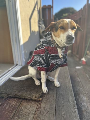 Customer photo review of Playa Poncho - Surprise Color