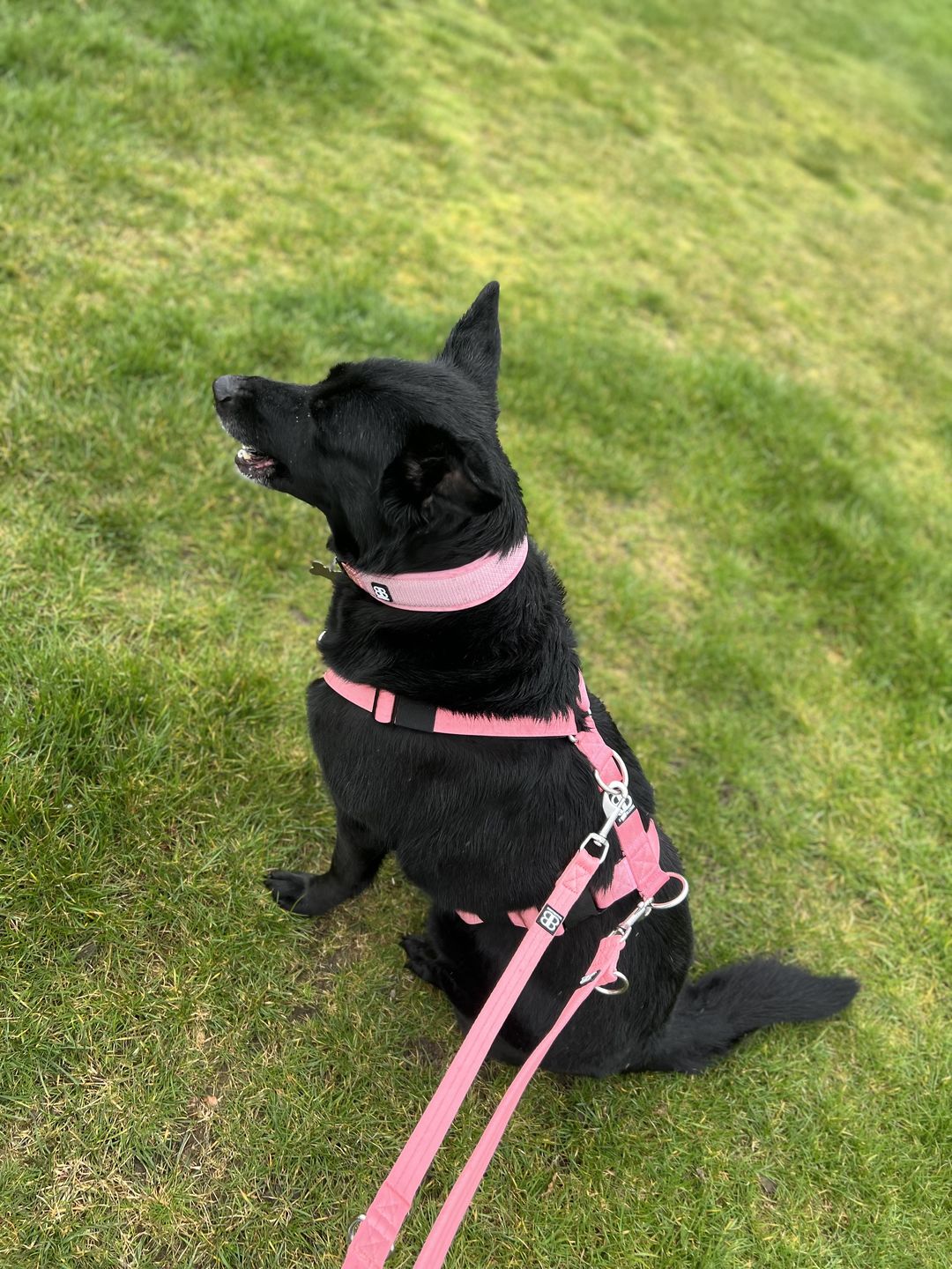 Customer photo review of Double Ended Training Lead | All Breeds - Durable & Soft 2m Lead - Pink