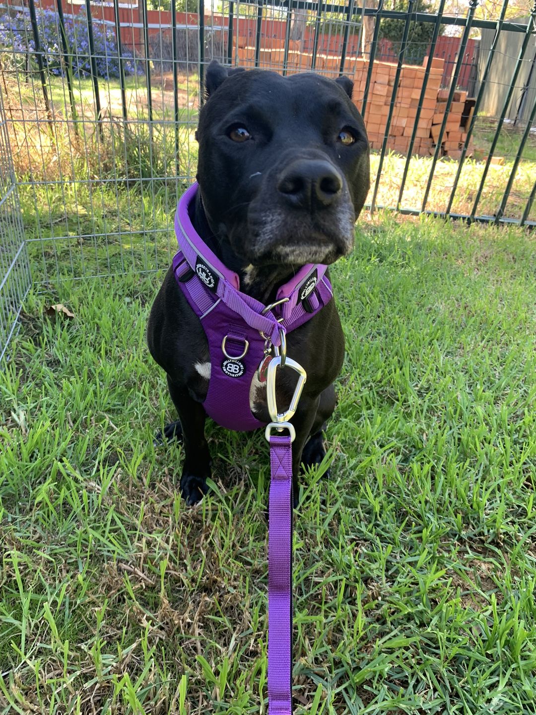 Customer photo review of Ladder Lead - Multiple Handles During Walks - Purple