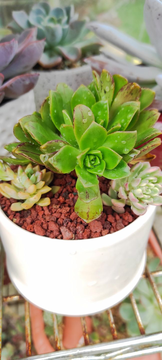 Customer photo review of Aeonium Bronze Medal