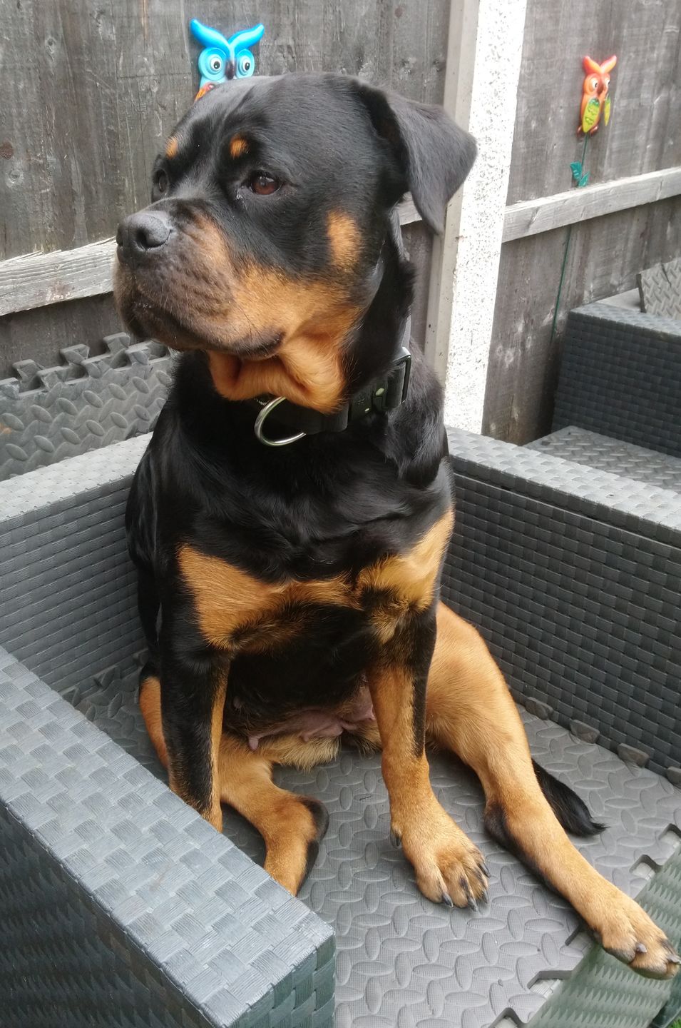 Customer photo review of 5cm Combat® Collar | Rated Clip - NO HANDLE - Black v2.0