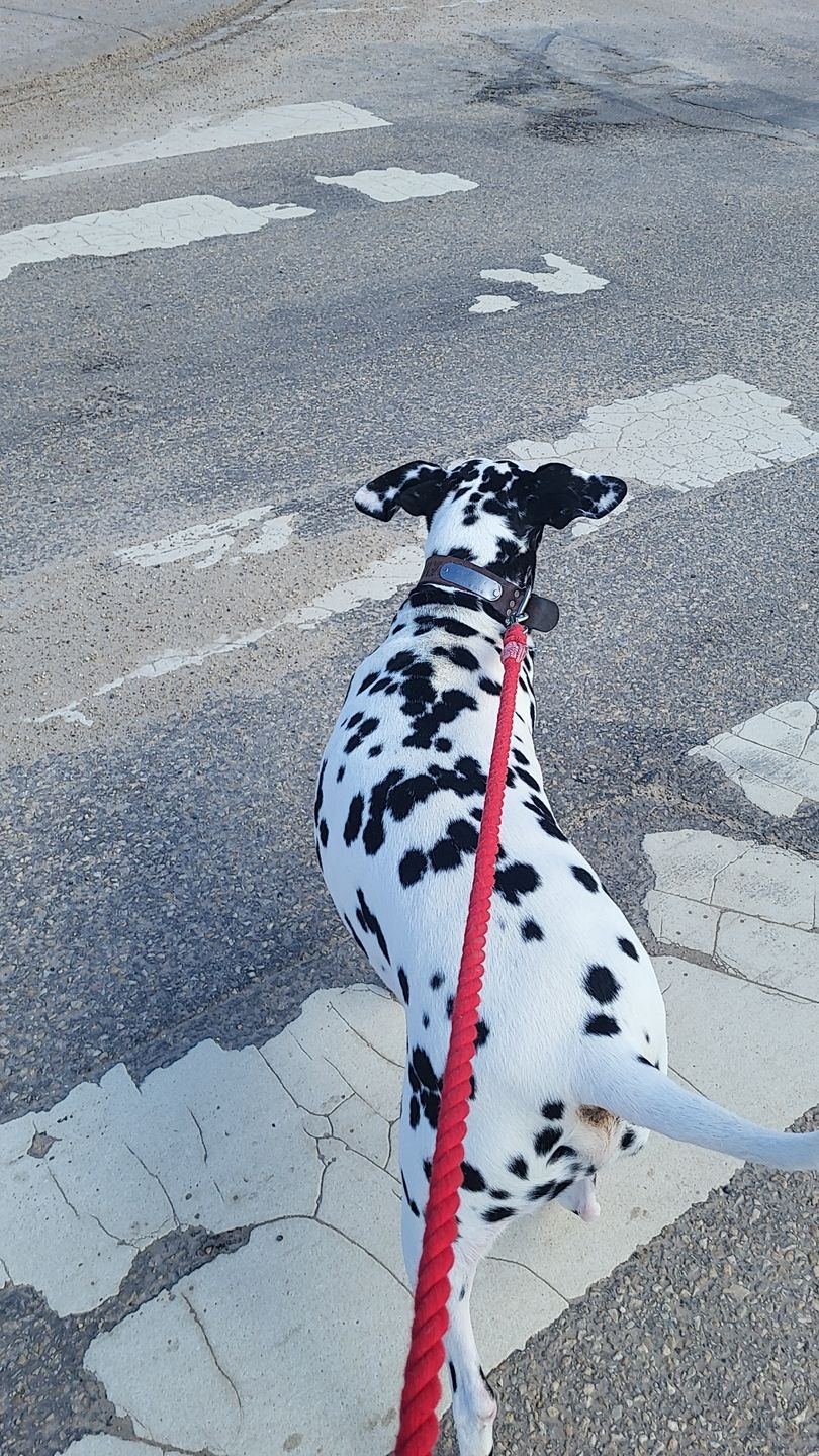Customer photo review of 6-IN-1 Cotton Rope Dog Leash