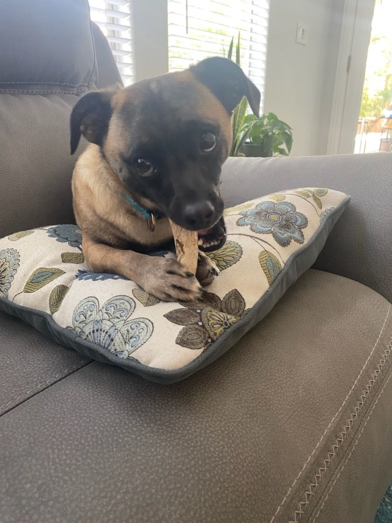 Customer photo review of Small Elk Chew