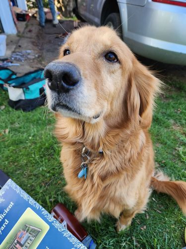 Customer photo review of Explorer