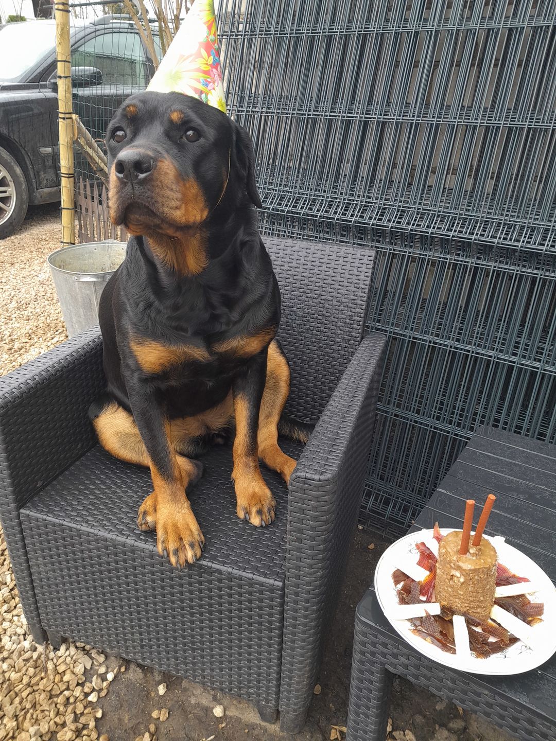 Customer photo review of Best Breeders Adult All breeds 26/15 ar briedi un kartupeļiem