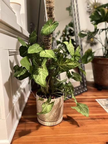 Customer photo of The Original Bendable Moss Pole™ - Best Seller (Pins Included) from Makenzie G.
