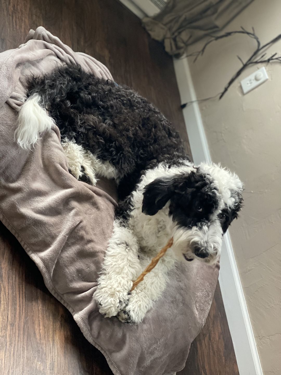 Customer photo review of 6 Inch Monster Braided Bully Stick