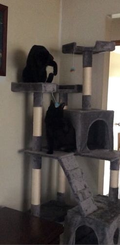 Customer photo review of Pawz Cat Scratcher Post Tree