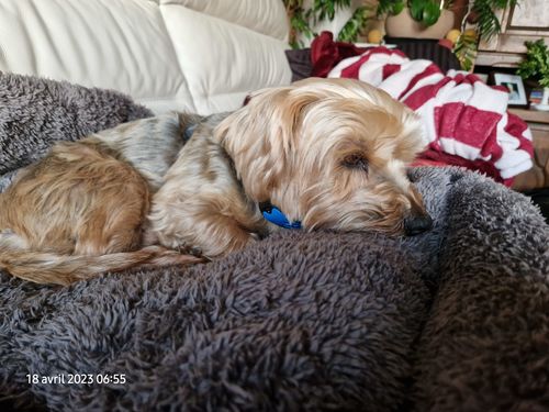 Customer photo review of Collier Anti Aboiement PuppySafe