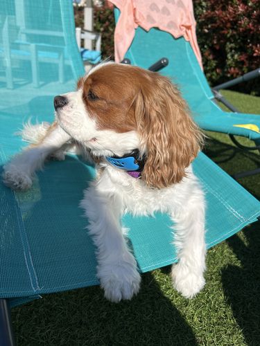 Customer photo review of Collier Anti Aboiement PuppySafe