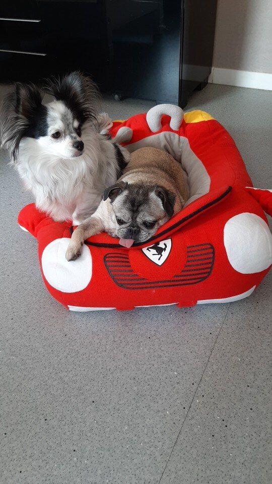Customer photo review of Furcedes Sports Car Bed